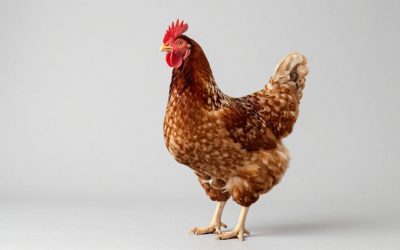 Best Treadle Chicken Feeders